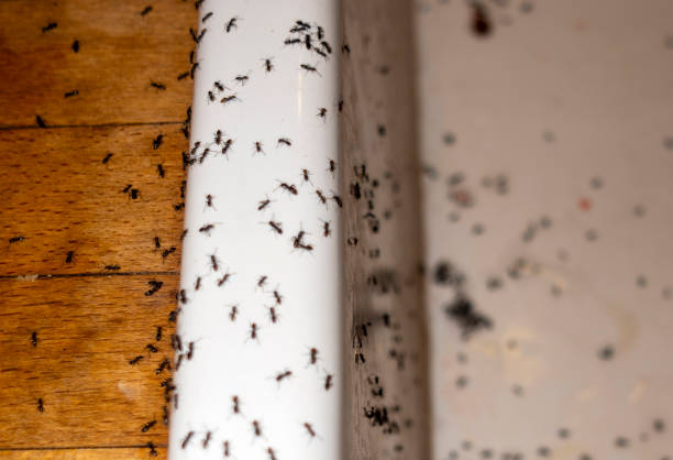 Best Wildlife Control Services  in Anaconda, MT